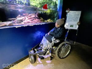 オオサンショウウオの水槽を眺める車いすの女性のようす