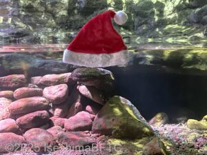 水槽のガラスにサンタクロースの帽子が貼られており、オオサンショウウオが帽子をかぶっているように見える。