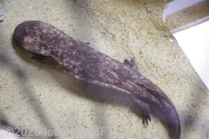 オオサンショウウオを上から見たようす