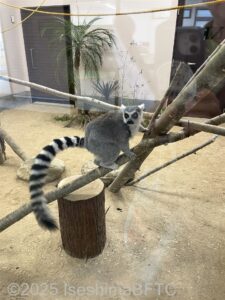 黒白縞模様の長いしっぽを持つワオキツネザルが止り木につかまってこちらを向くようす。