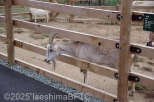 ヤギが柵の間から顔を出しているようす