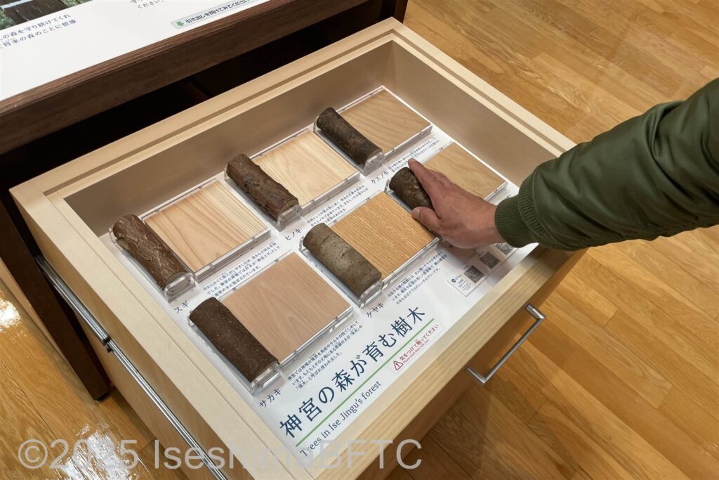樹木の展示に触れる様子