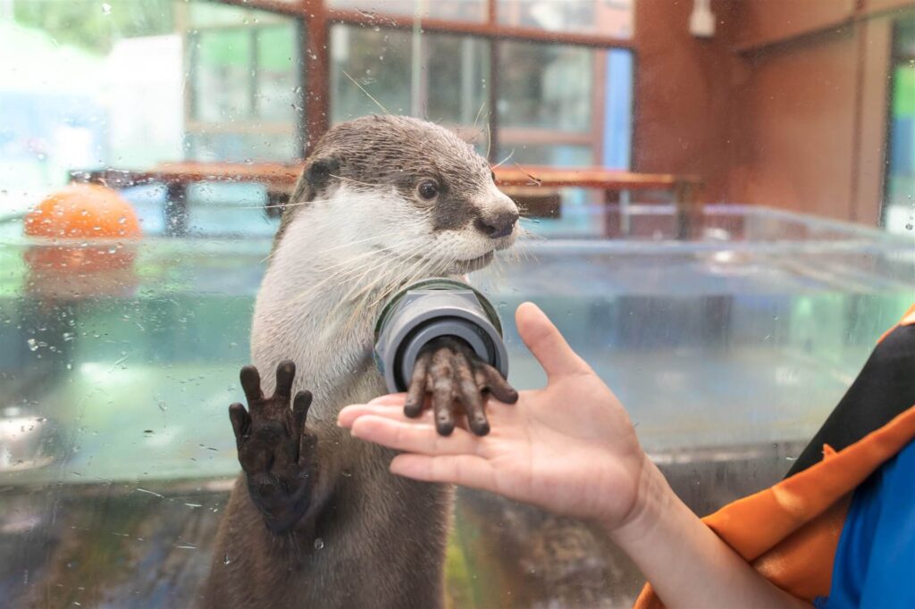 カワウソに触れる様子