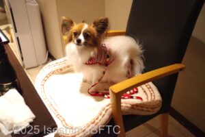 レストラン旬　ワンちゃん同伴のようす