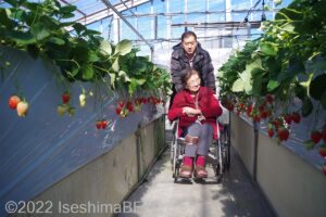 イチゴハウスの通路を通る車いすの女性。赤いカーデガンを着ている。両端には車いすで手が届きやすい高さにイチゴが生っている。