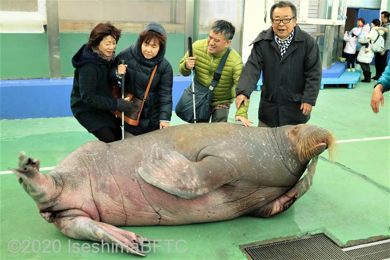 ポーズをとってくれているセイウチと一緒に記念撮影をする白杖使用の視覚障害者2名
