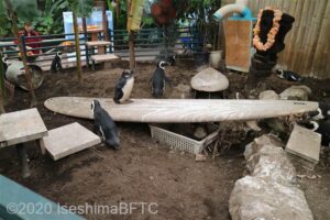 土の上で暮らすペンギンたち