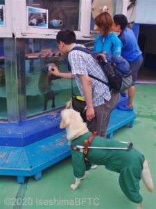 カワウソと握手している盲導犬使用者