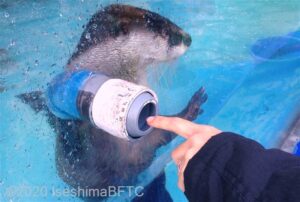 ツメナシカワウソの顔のアップ