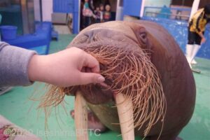 セイウチのヒマワリちゃんの顔アップ