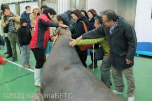 セイウチにタッチする白杖使用の視覚障害者