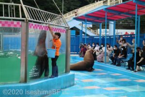 ショーに出るトドの夫婦