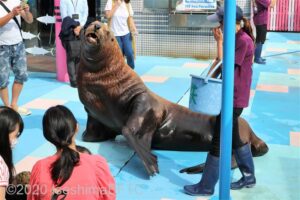 観客の目の前まで来るトド