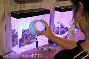 ルーペで水槽を観察するようす