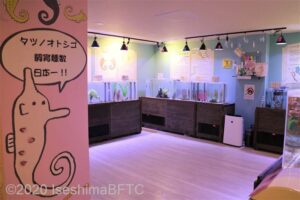 新エリア「タツノオトシゴのくに」のようす