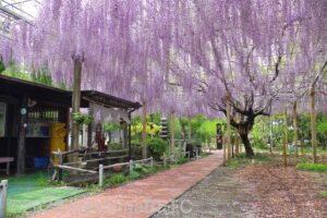 満開の藤の花