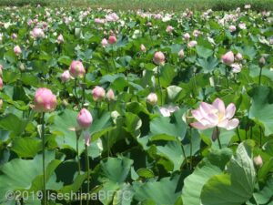 大賀ハスの花